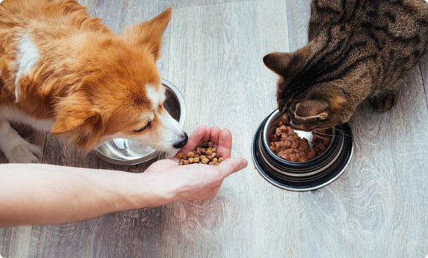Food Intolerances & Nutritional Imbalances