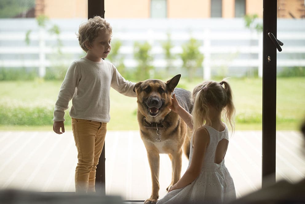 benefits to having a dog Total Vet benefits to having a dog