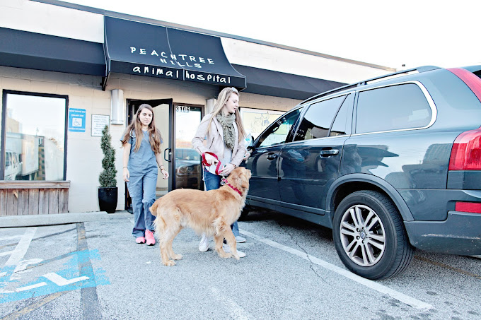 Best Vets in AtlantaPeachtree Hills Animal Hospital Total Vet Best Vets in Atlanta Peachtree Hills Animal Hospital