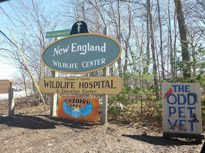 Best Vets in BostonOdd Pet Vet Total Vet Best Vets in Boston Odd Pet Vet