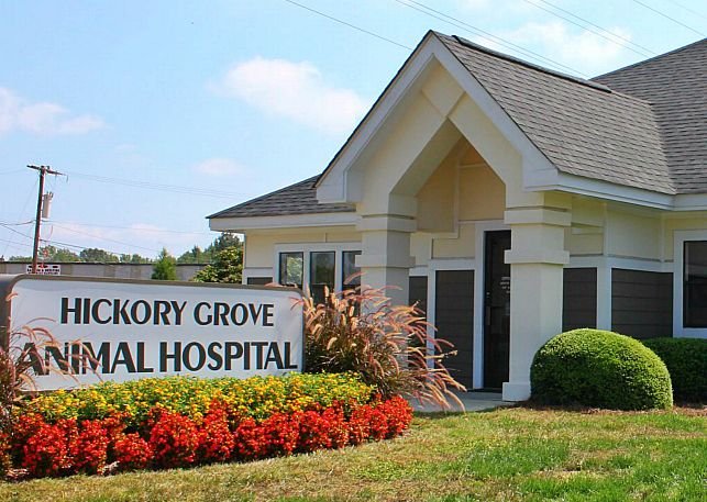 Best Vets in CharlotteHickory Grove Animal Hospital Total Vet Best Vets in Charlotte Hickory Grove Animal Hospital