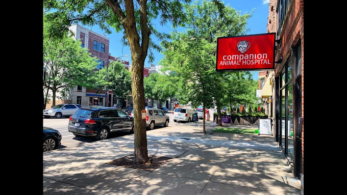 Best Vets in ChicagoCompanion Animal Hospital Wicker Park Total Vet Best Vets in Chicago Companion Animal Hospital Wicker Park