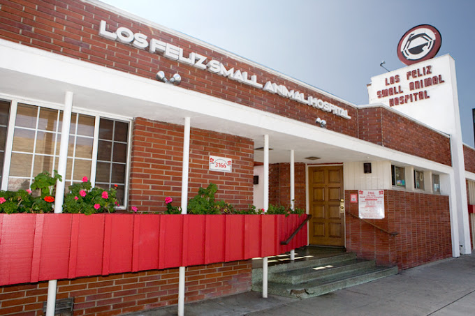 Best Vets in Los AngelesLos Feliz Small Animal Hospital Total Vet Best Vets in Los Angeles Los Feliz Small Animal Hospital