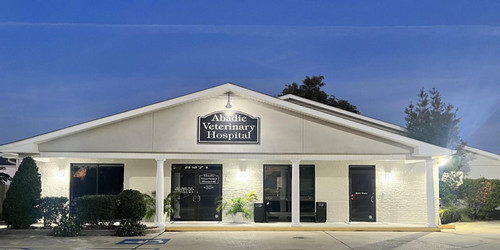 Best Vets in New OrleansAbadie Veterinary Hospital Total Vet Best Vets in New Orleans Abadie Veterinary Hospital