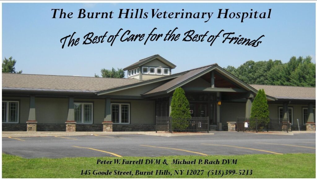 Best Vets in New York CityBurnt Hills Veterinary Hospital Total Vet Best Vets in New York City Burnt Hills Veterinary Hospital