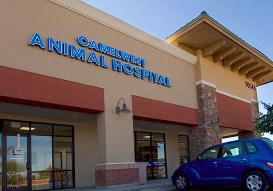Best Vets in PhoenixCamelwest Animal Hospital Total Vet Best Vets in Phoenix Camelwest Animal Hospital