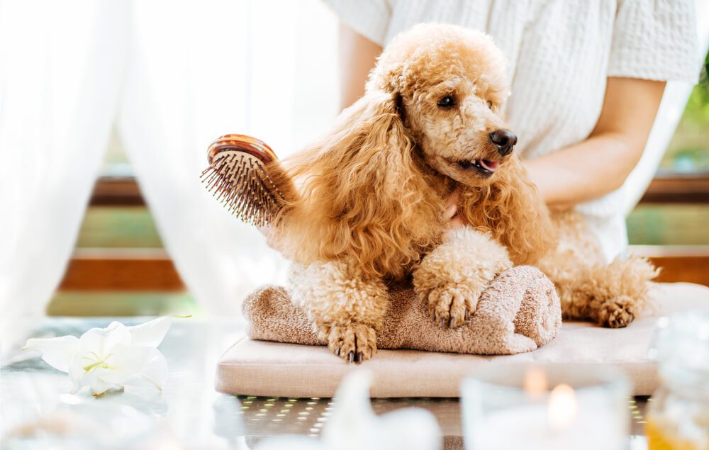 Total Vet 10 easy steps of removing sap from your dogs fur