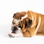 Dog Licking Paws