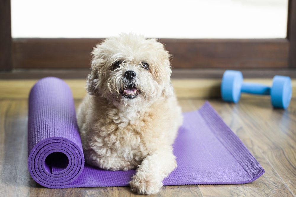 DogSittingOnAYogaMatConcentratingForExerciseAnd Total Vet 14 Fun Ways You can Practice Dog Exercises
