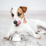 Petplate