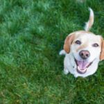 Anti Inflammatory for Dogs
