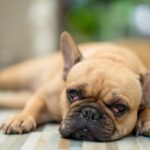 Dog with cherry eye