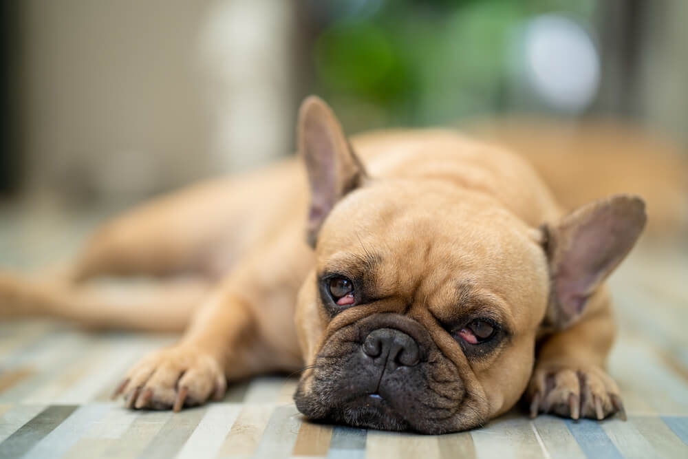 AGuidetoCherryEyeinDogsIsThisADogEyeInfection Total Vet Dog with cherry eye