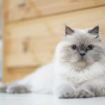 Himalayan Cat