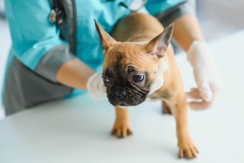 APetOwnersGuidetoHemangiosarcomaCancerinDogsCausesSymptomsandTreatment Total Vet Hemangiosarcoma in Dogs