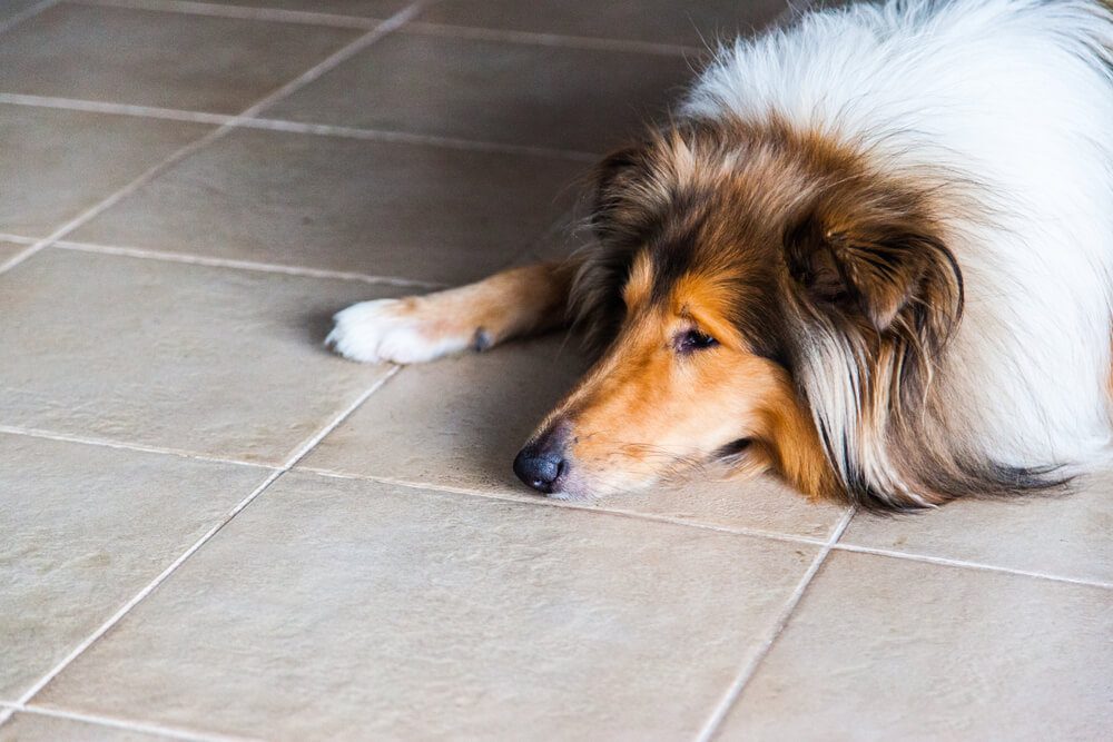 APetOwnersGuidetoLymphomainDogsCausesSymptomsandTreatment Total Vet Lymphoma in Dogs
