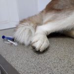 Melanoma in Dogs