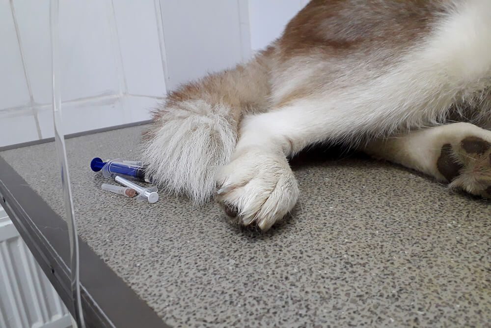 APetOwnersGuidetoMelanomainDogsCausesSymptomsandTreatment Total Vet Melanoma in Dogs