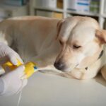 wisdom panel dog dna test
