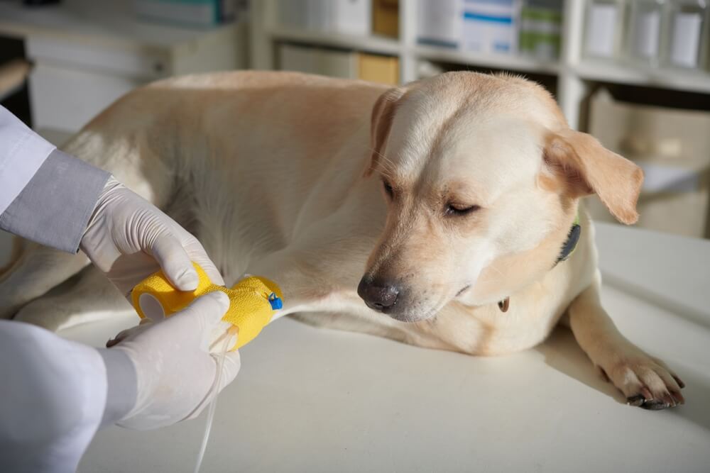 AReviewofTheWisdomPanelDogDNATest Total Vet wisdom panel dog dna test