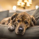 Anemia in Dogs