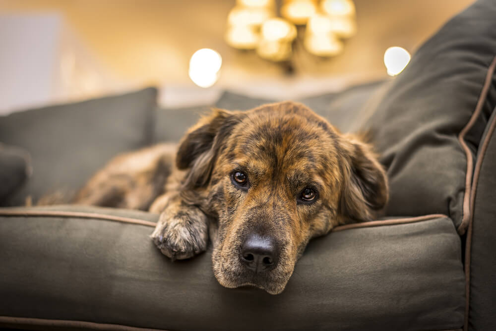 AnemiainDogsCausesTreatmentSignsofAnemiaandMore Total Vet Anemia in Dogs