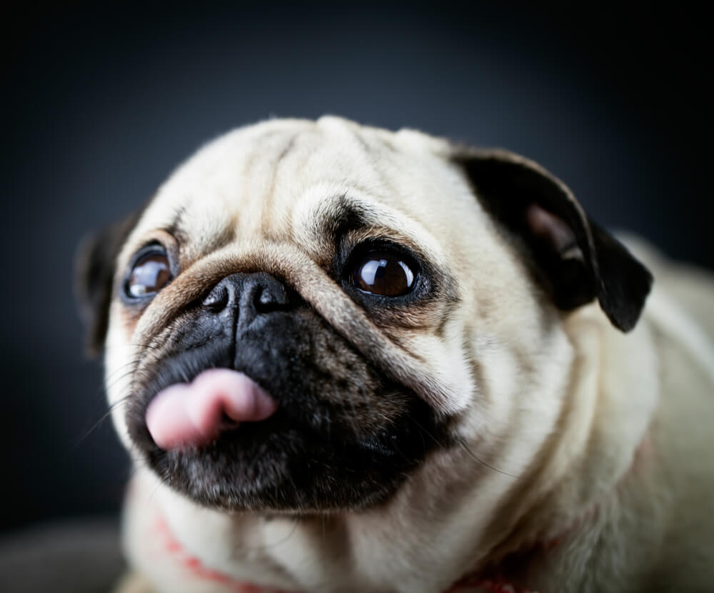 Total Vet Are Find My Pet DNA Test Kits Worth it