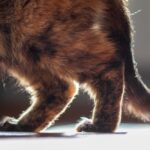 cat with arthritis