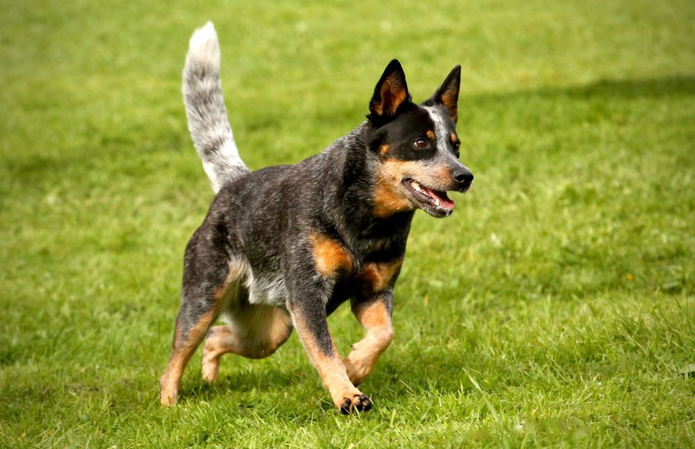 Total Vet Australian Cattle Dog