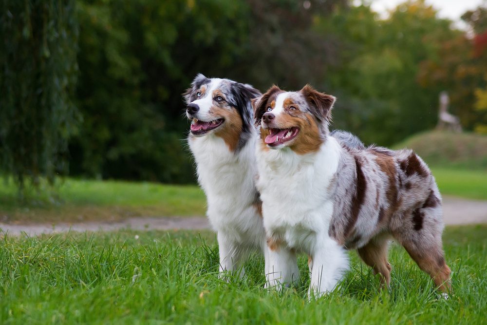 Total Vet Australian Shepherd