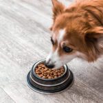 authority dog food
