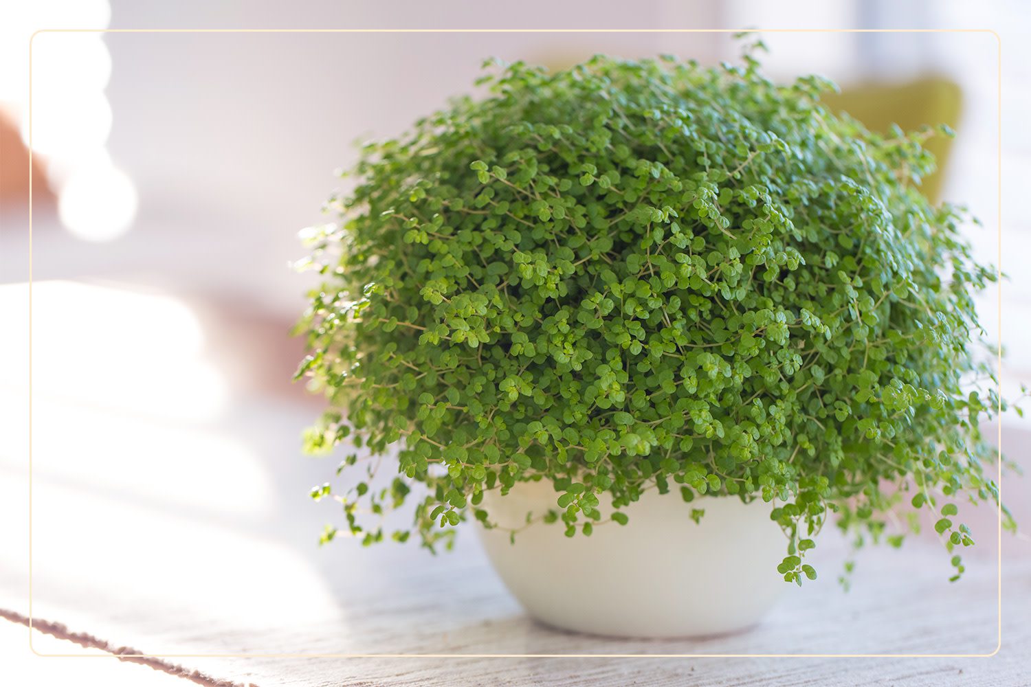Baby Tears (Soleirolia soleirolii), which are pet-friendly plants, cascade from a white planter
