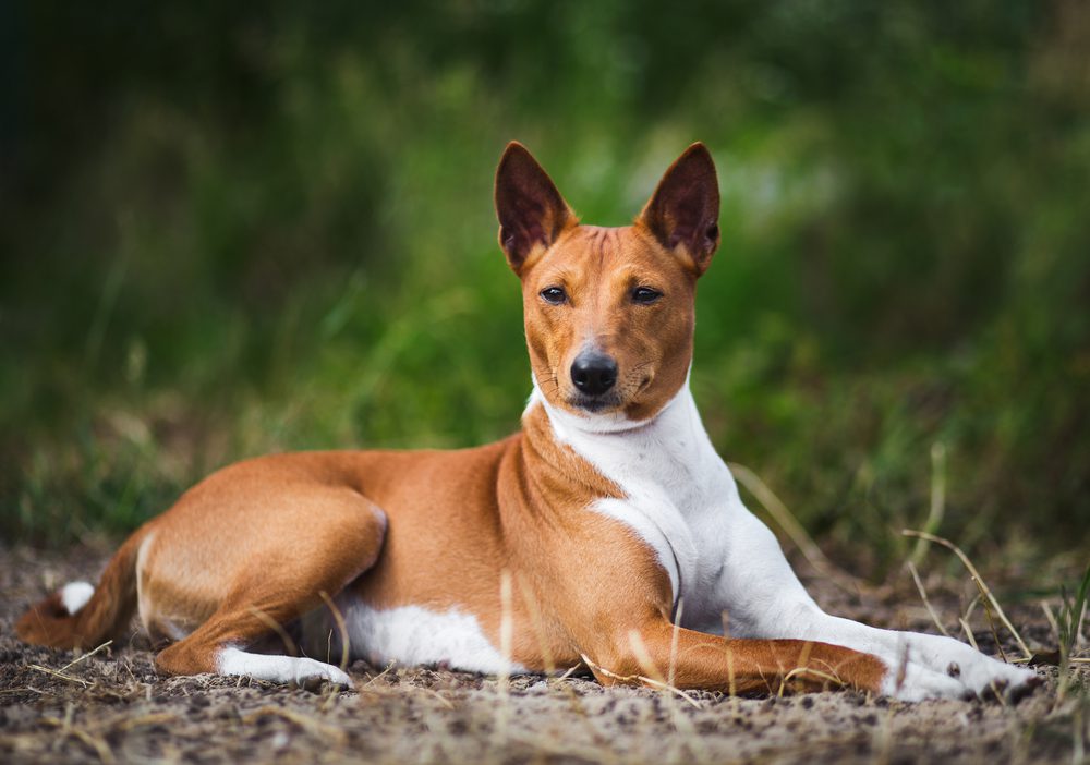 Total Vet Basenji