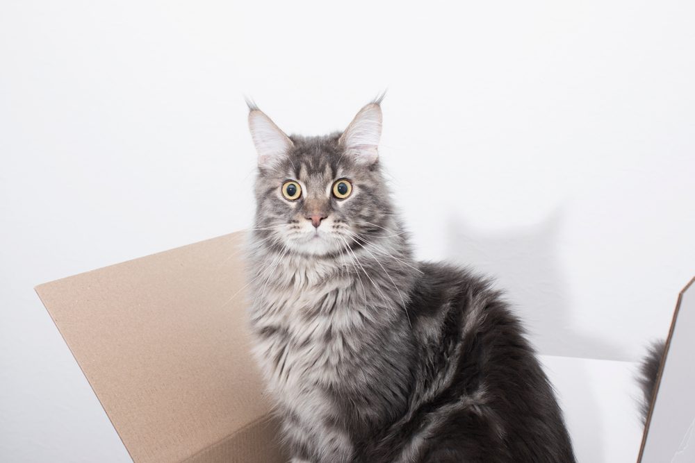 HumorousTabbyCatMaineCoonSittingInACardboardBox Total Vet Basepaws Cat DNA Test