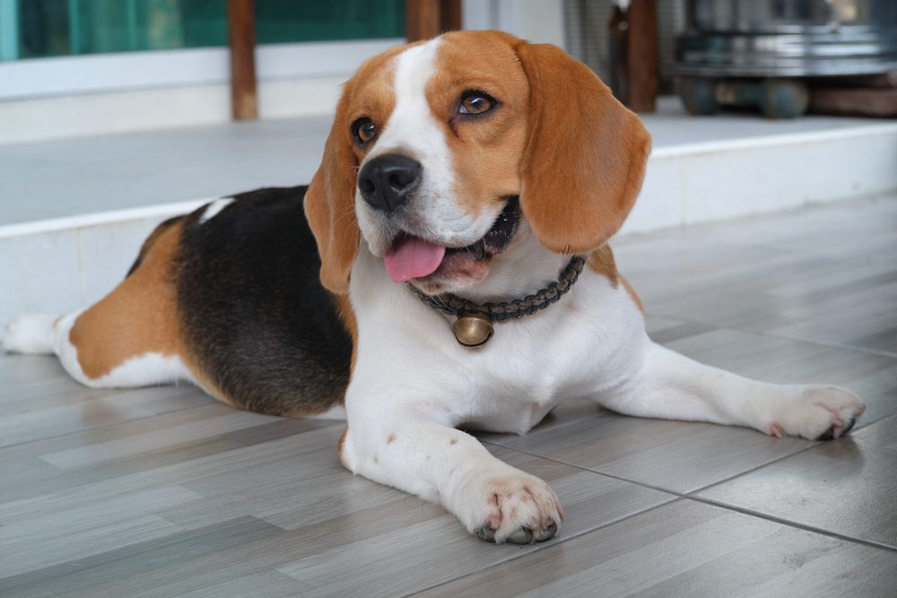 Total Vet Beagle