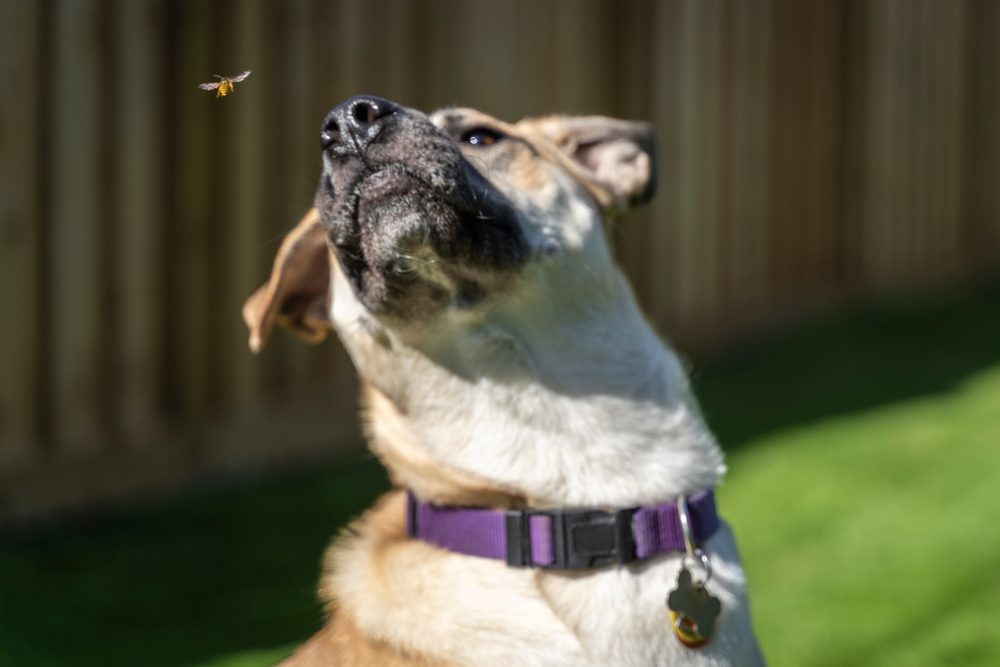 Total Vet Bee Sting Allergic Reactions