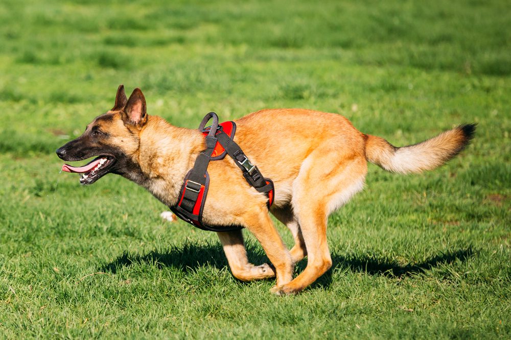 Total Vet Belgian malinois