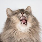 cat crying