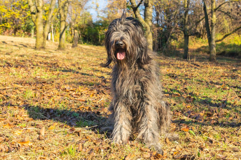 Total Vet Bergamasco