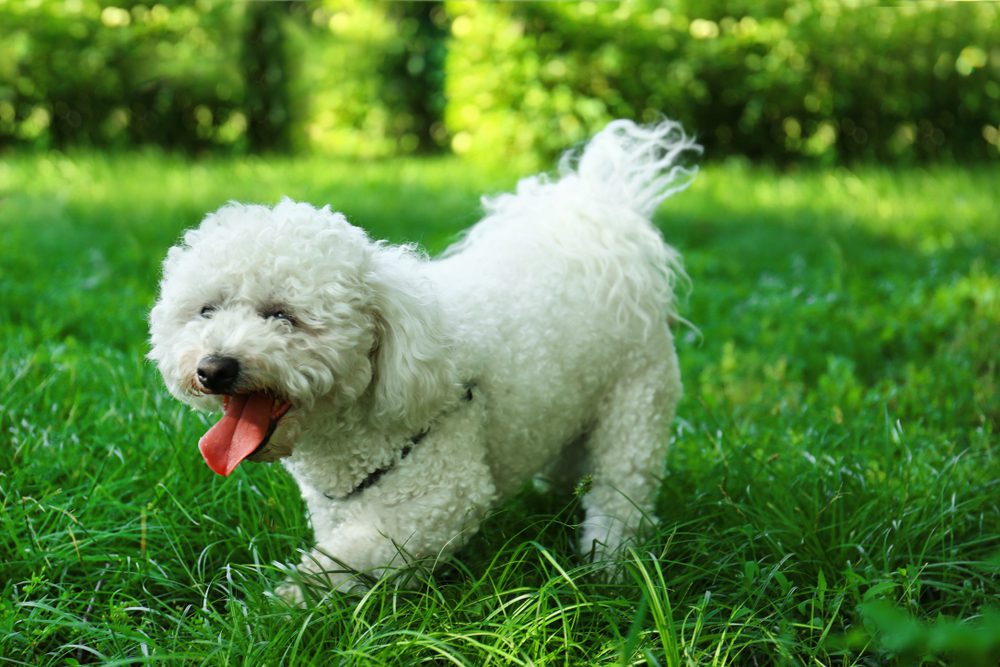 Total Vet Bichon Frise