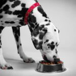 Blue Wilderness Dog Food