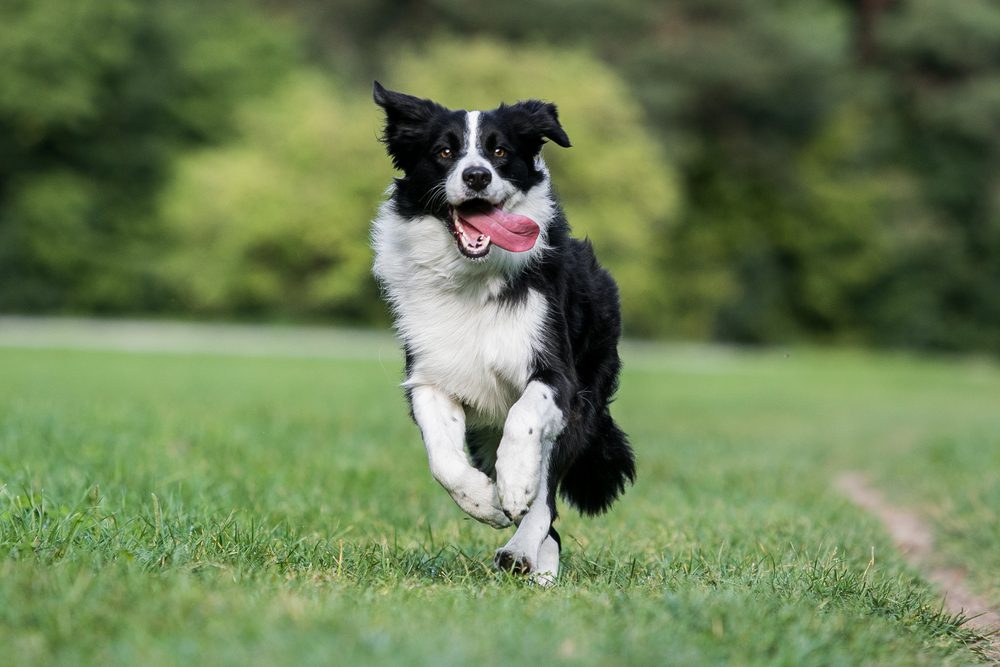 Total Vet Border Collie