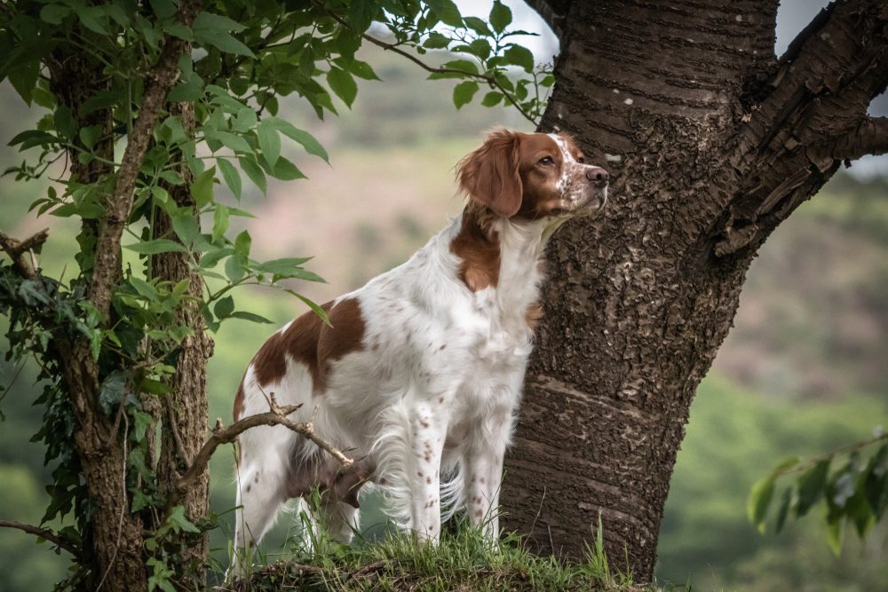 Total Vet Brittany spaniel