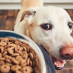 Bully Max Dog Food