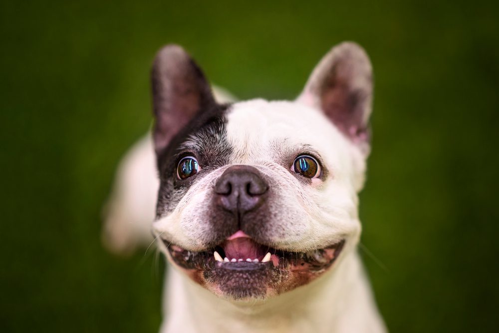 Total Vet Can Dogs Live With Lipoma