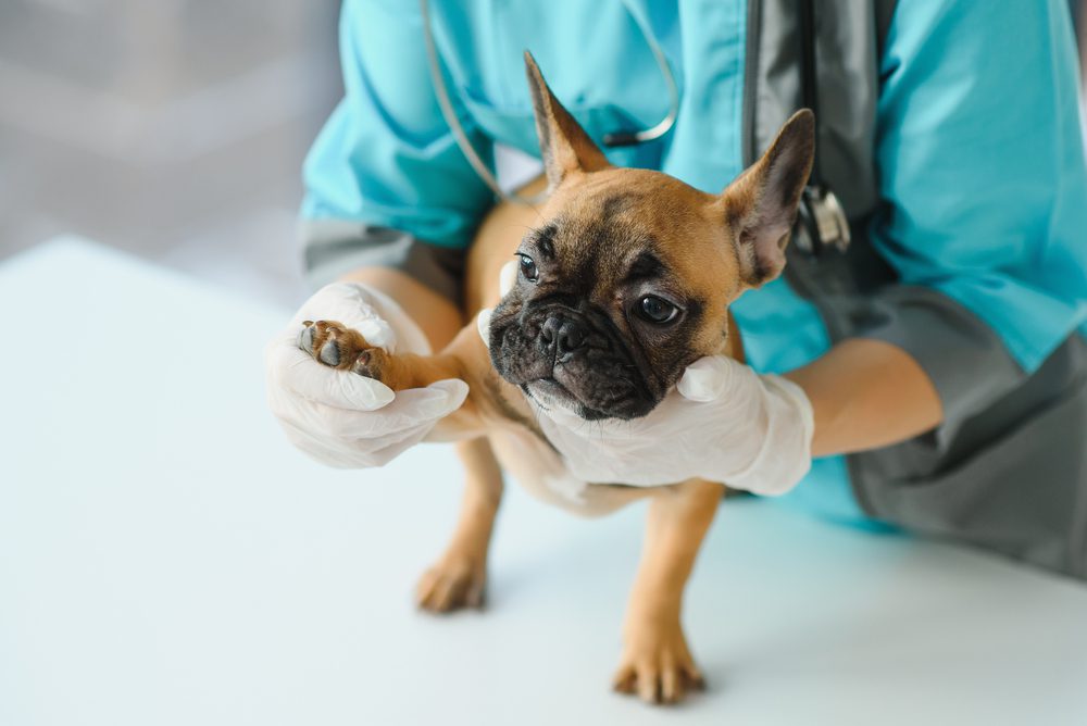 Prf Total Vet Can I Give My Dog Galliprant