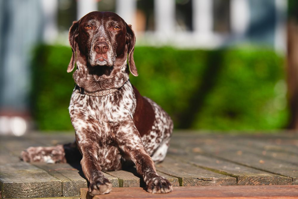 Total Vet Can I Give My Dog Panacur
