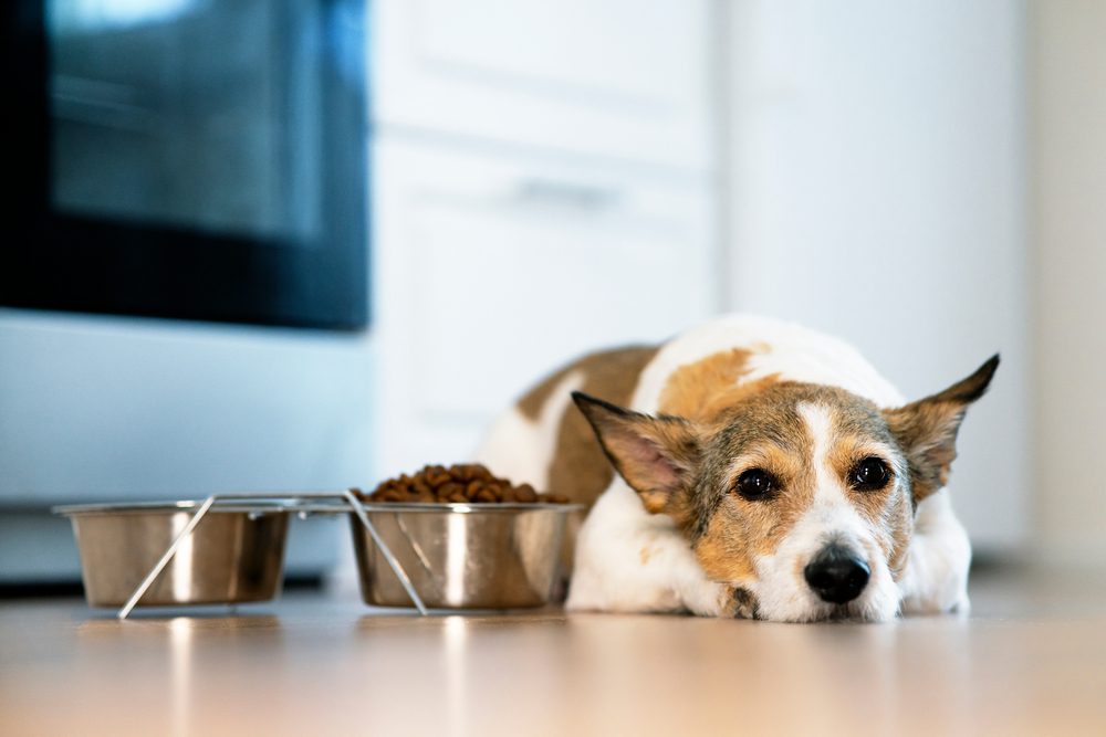 Total Vet Can a Dog Recover From Hip Dysplasia