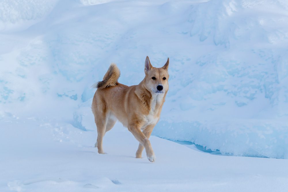 Total Vet Canaan Dog