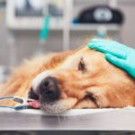 Cancer in Dogs